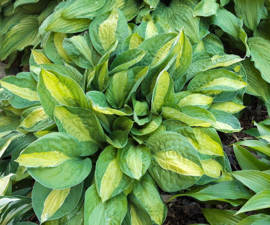 Hosta 'Gypsy Rose'