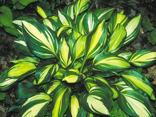 Hosta 'Rainbow's End'