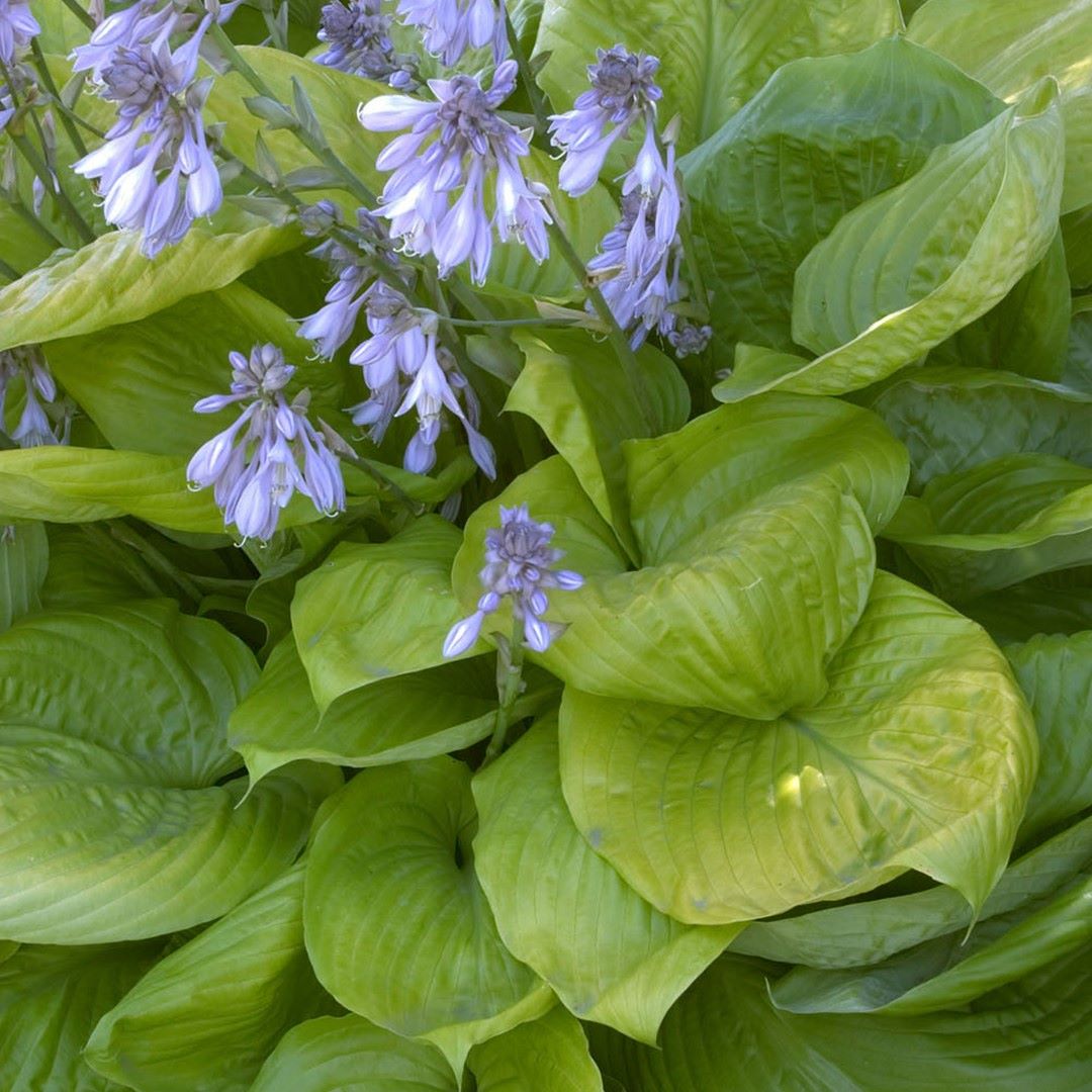 Hosta 'Sum and Substance'