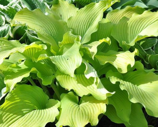 Hosta 'Sun Power'