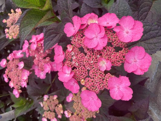 Hydrangea serrata 'Pink Dynamo'