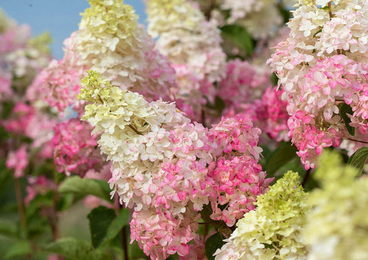 Hydrangea paniculata 'Berry White'