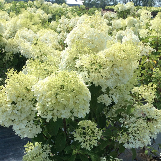 Hydrangea paniculata 'Bobo'