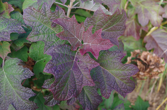 Hydrangea quercifolia 'Snowsicle'