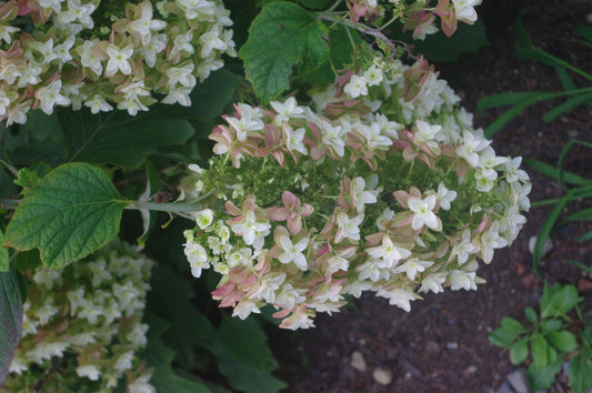 Hydrangea quercifolia 'Snow Flake'