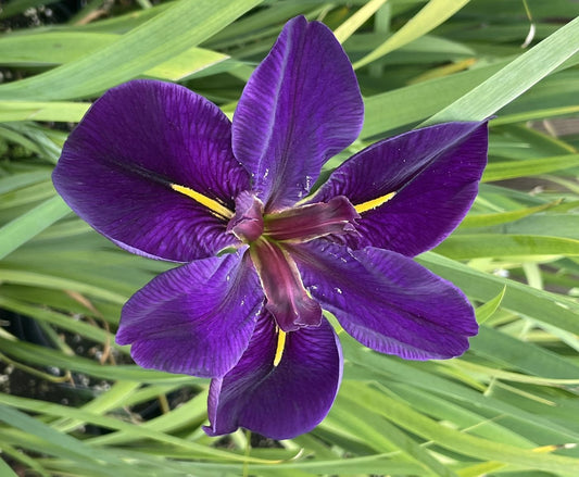 Iris louisiana 'Black Gamecock'