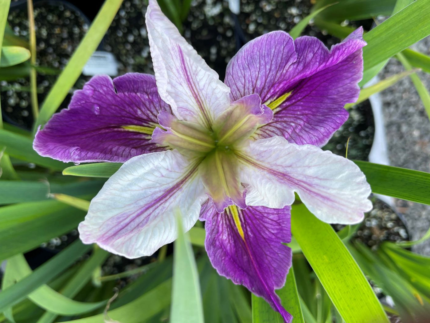 Iris louisiana 'Colorific'