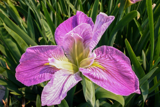 Iris louisiana 'Colorific'