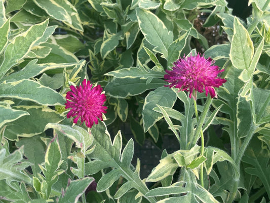 Knautia macedonica 'Thunder and Lightning'