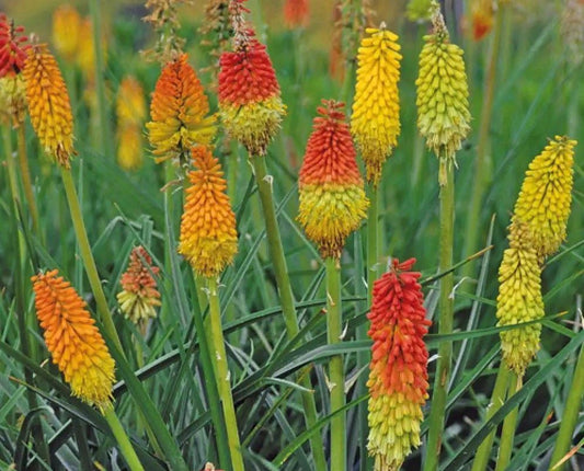 Kniphofia hirsuta 'Fire Dance'