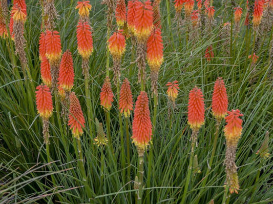 Kniphofia 'Jackpot'