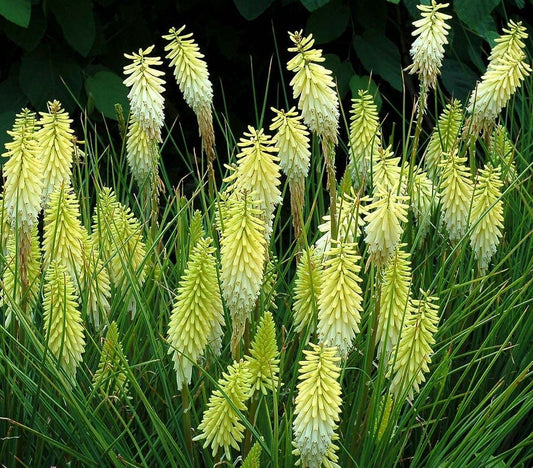 Kniphofia 'Pineapple Popsicle'