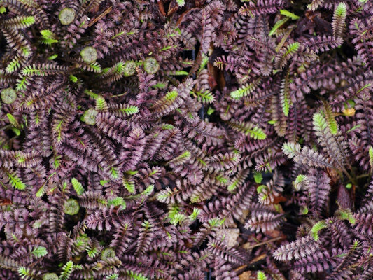 Leptinella squalida 'Platts Black'