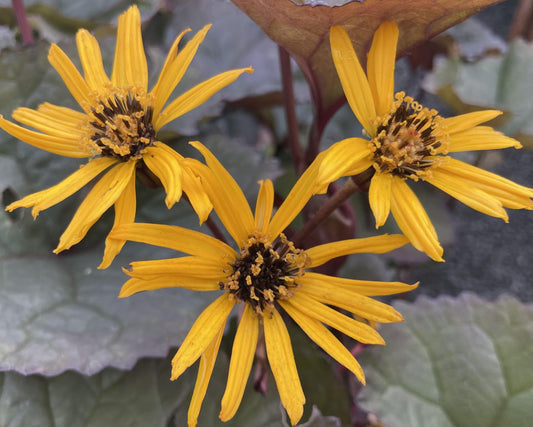 Ligularia 'Britt Marie Crawford'