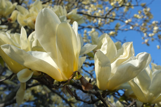 Magnolia 'Elizabeth'