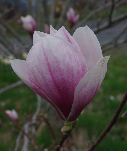 Magnolia x soulangeana