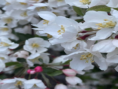 Malus sargentii 'Tina'