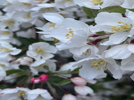 Malus sargentii 'Tina'