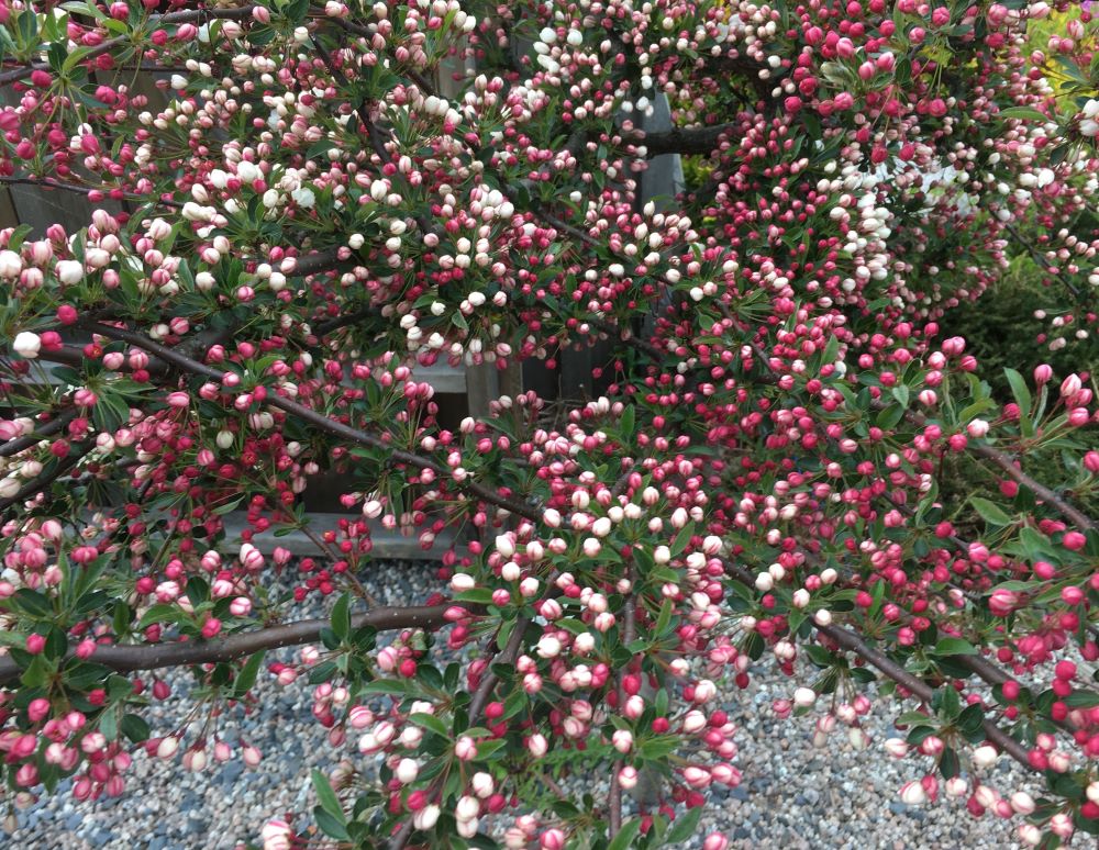 Malus sargentii 'Tina'