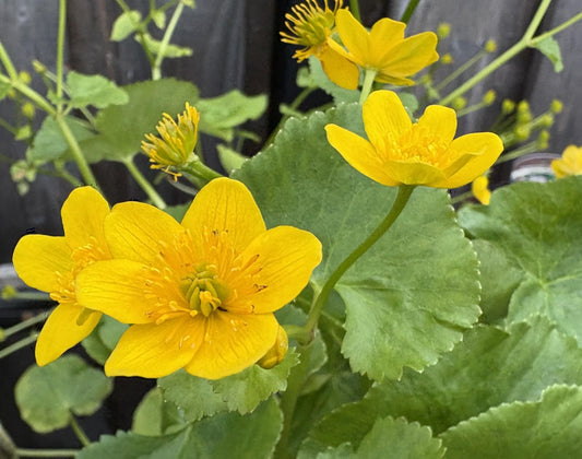 Caltha palustris