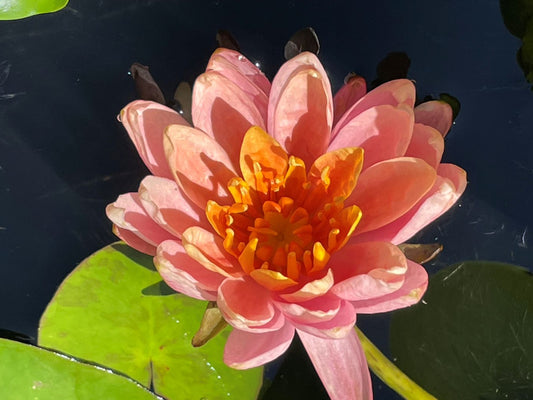 Nymphaea 'Colorado'