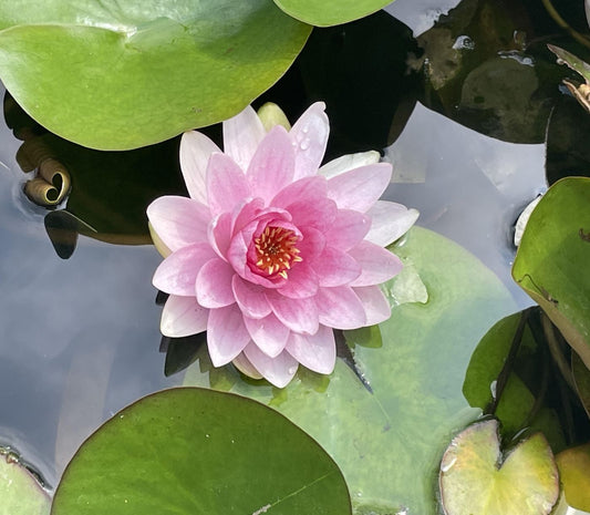 Nymphaea 'Hollandia'