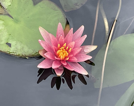 Nymphaea 'Little Sue'