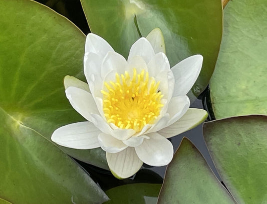 Nymphaea 'Marliac White'