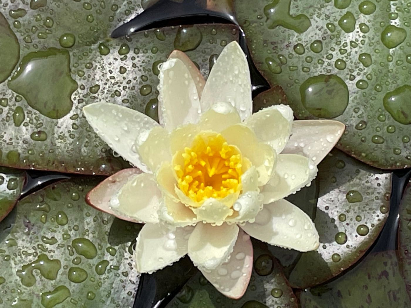 Nymphaea 'Moorei'