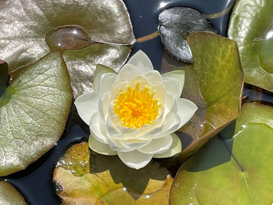 Nymphaea 'Virginalis'