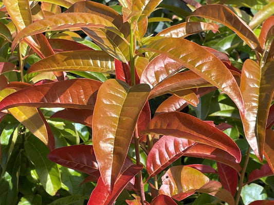 Oxydendrum arboreum