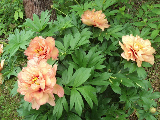 Paeonia itoh 'Kopper Kettle'