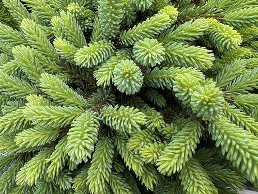 Picea glauca 'Burning Well'