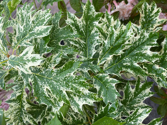 Quercus rubra 'Greg's Variegated'