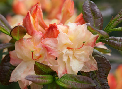 Rhododendron 'Cannon's Double' (Azalea)