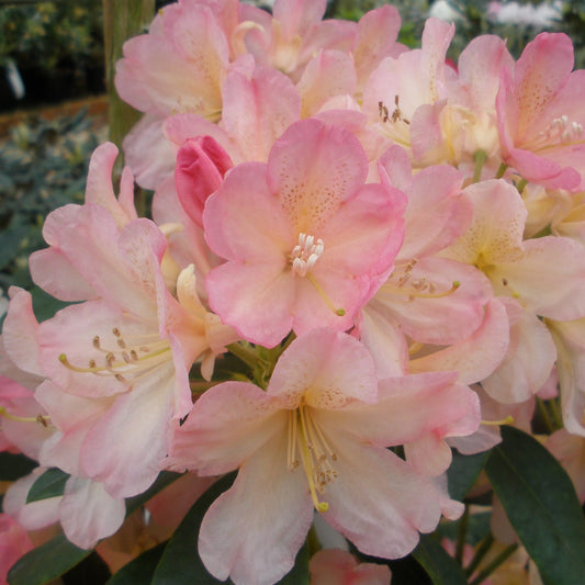 Rhododendron 'Percy Wiseman'