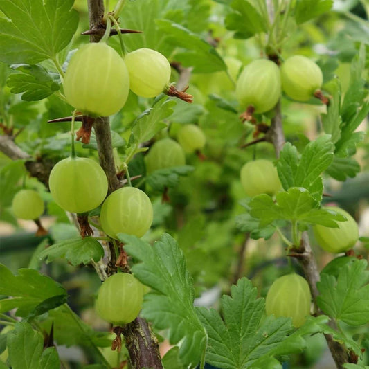 Ribes uva-crispa 'Pixwell'