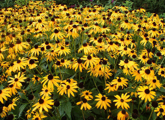 Rudbeckia fulgida 'Goldsturm'