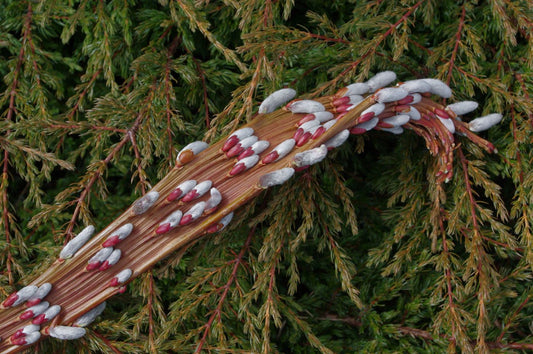 Salix udensis 'Sekka'