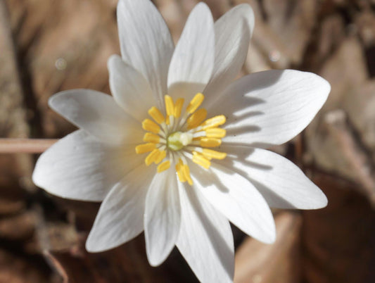 Sanguinaria canadensis