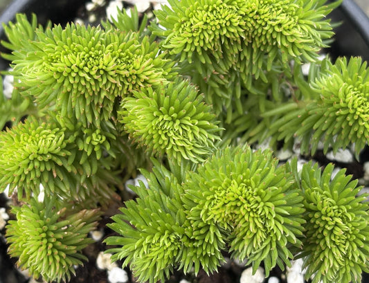 Sedum reflexum 'Cristatum'