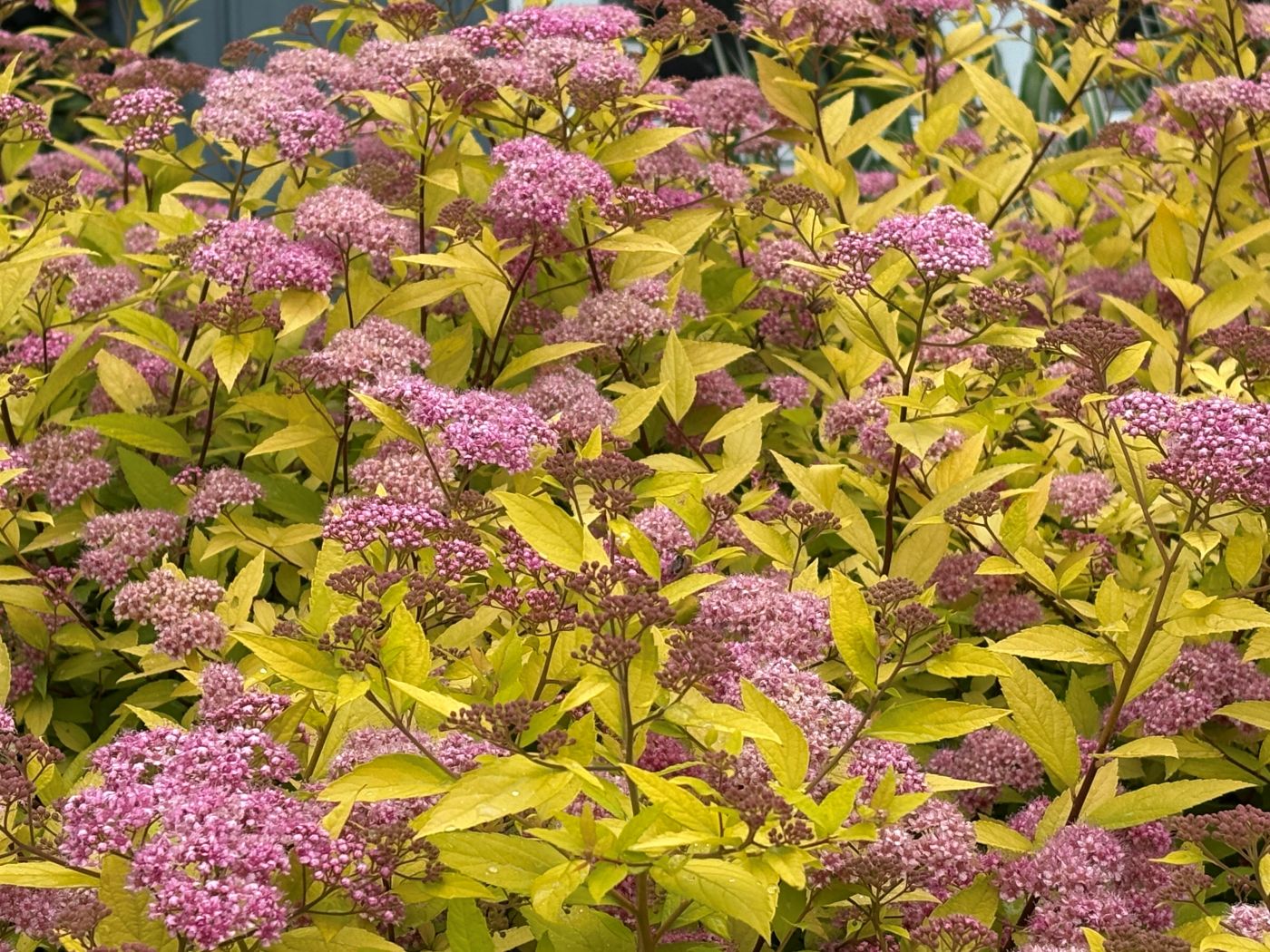 Spiraea japonica 'Goldmound'