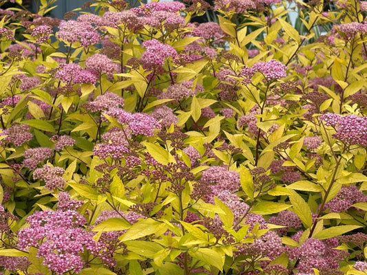 Spiraea japonica 'Goldmound'