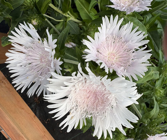 Stokesia laevis 'Divinity'