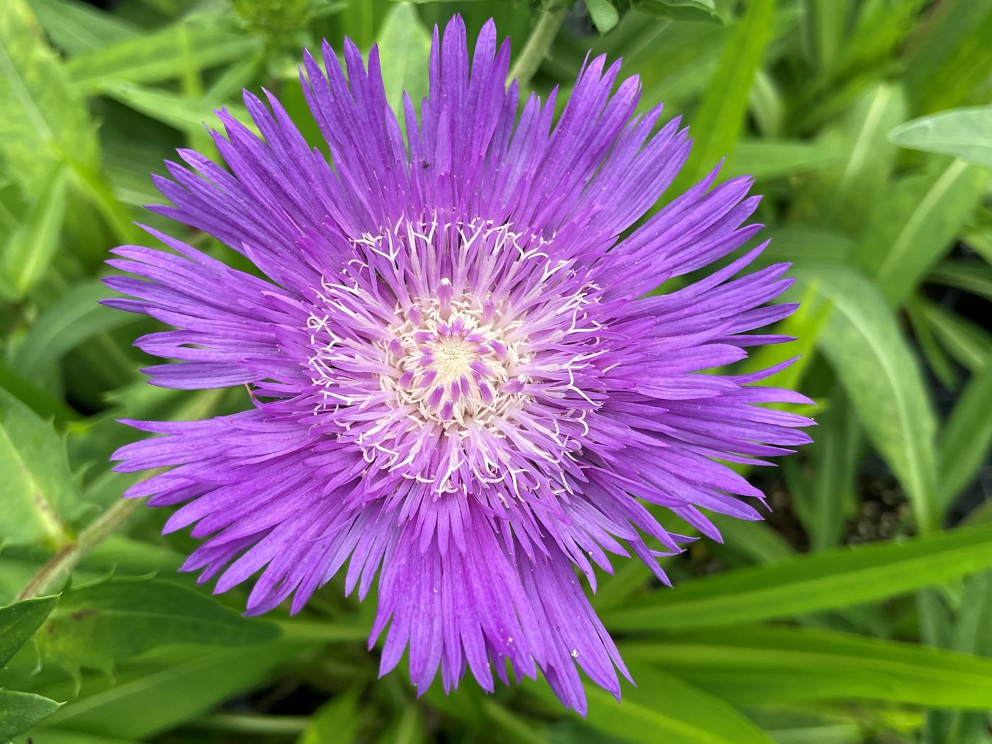 Stokesia laevis 'Honeysong Purple'