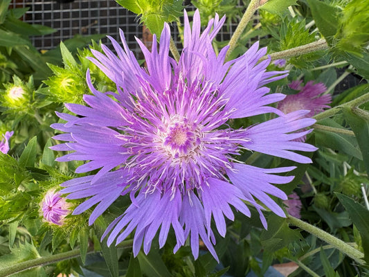 Stokesia laevis 'Mel's Blue'