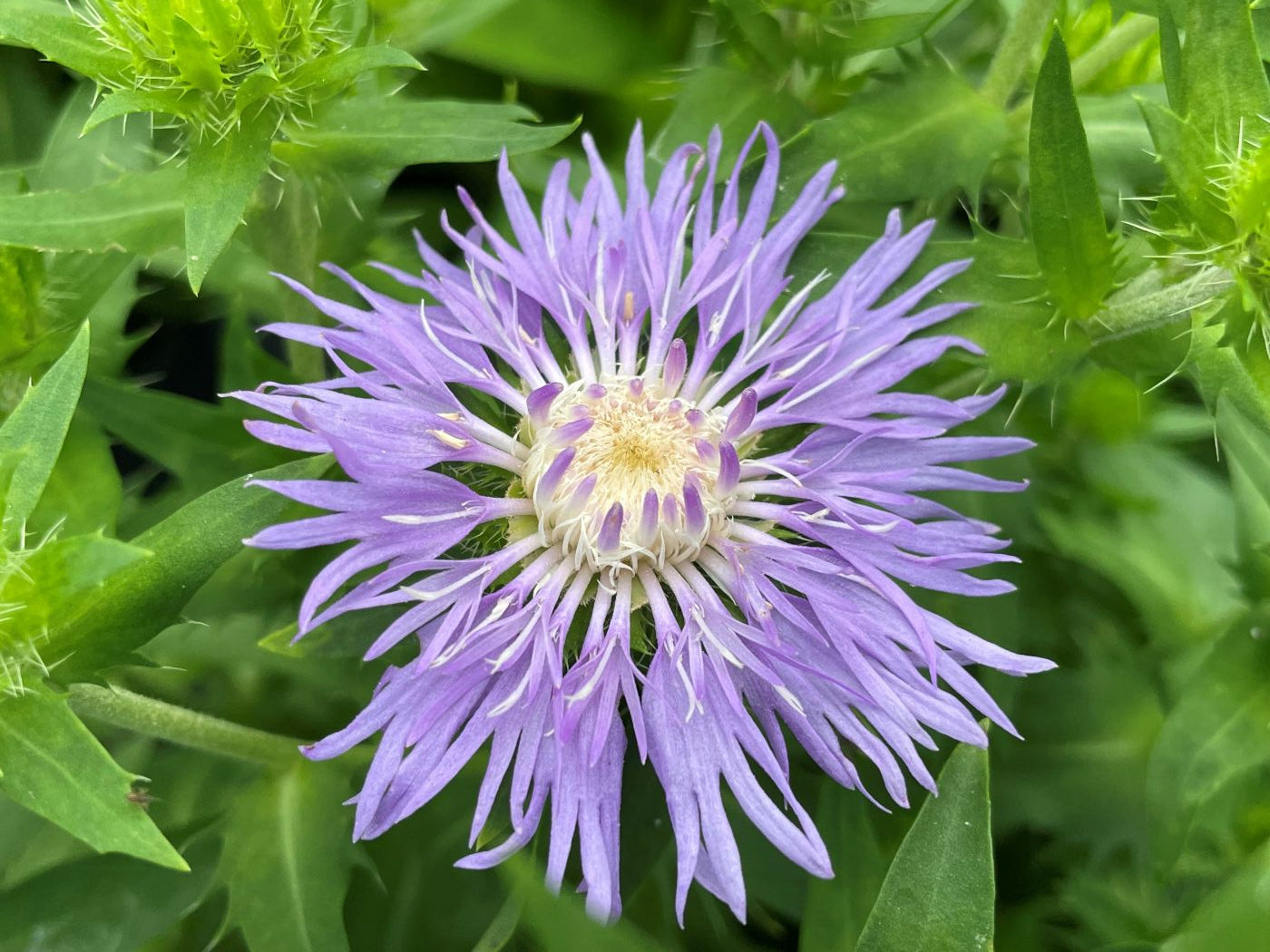 Stokesia laevis 'Peachie's Pick'
