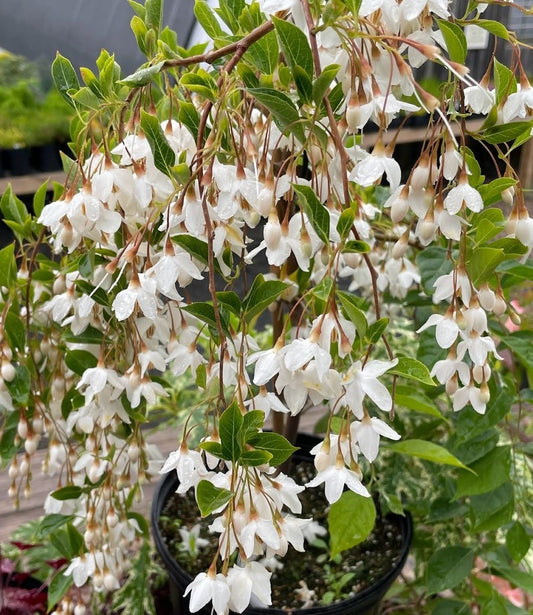 Styrax japonicus 'Fragrant Fountain'