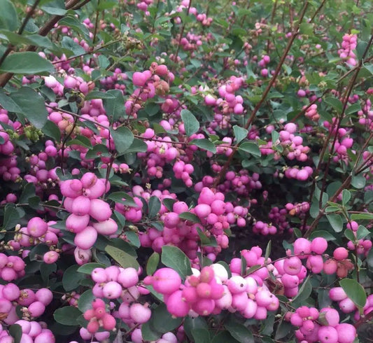 Symphoricarpos doorenbosii 'Proud Berry'