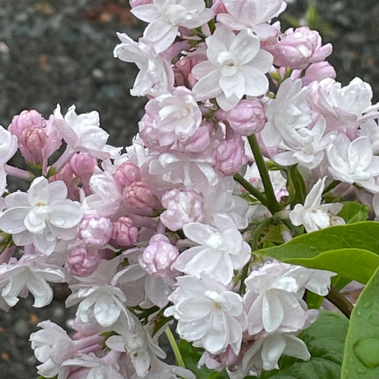 Syringa vulgaris 'Beauty of Moscow'